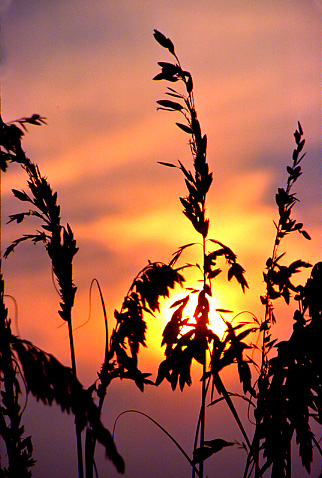 Cape Hatteras sea oats sunset