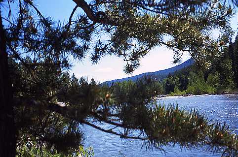 Tulameen River through Pine Bough